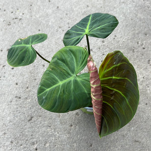 Philodendron ‘El choco red’