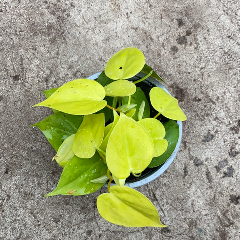 philodendron hederaceum aureum Philodendron hederaceum 'Aureum' – Serres Lavoie