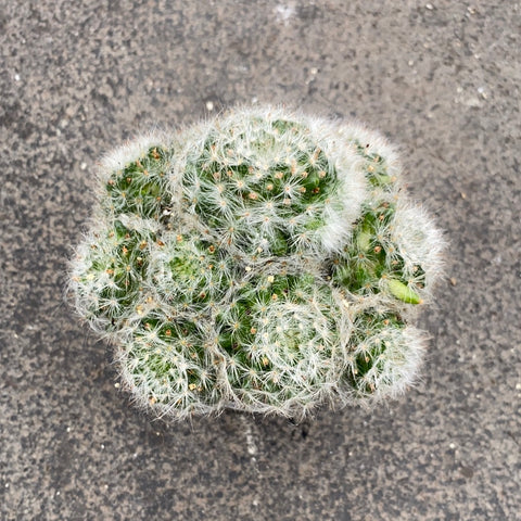 Mammillaria glassi