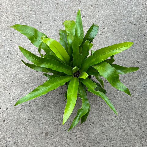 Asplenium antiquum 'Japanese Bird's'