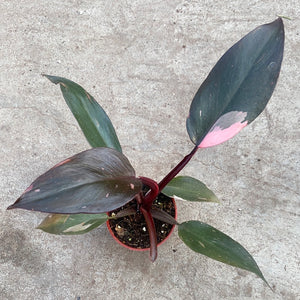 Open image in slideshow, Philodendron erubescens 'Pink Princess'
