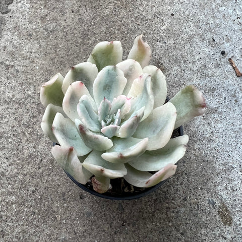 Echeveria 'Holwayi'