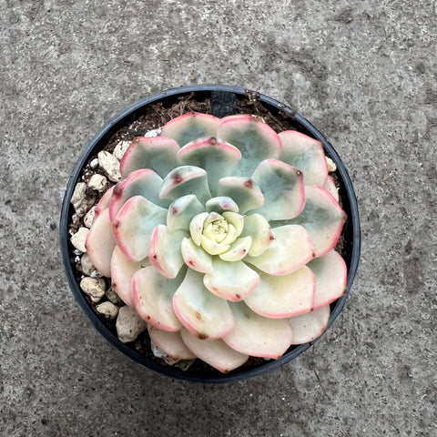 Echeveria minima f. Variegata 