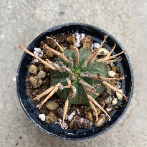 Ouvrir l&#39;image dans le diaporama, Euphorbia valida
