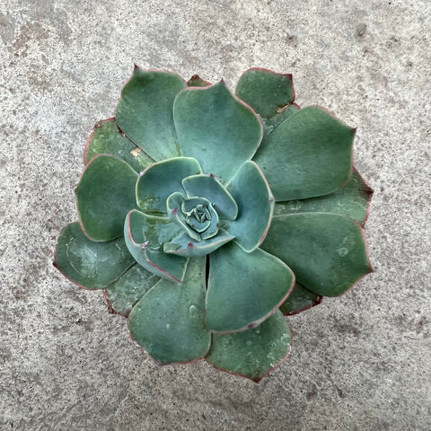 Echeveria amistad 