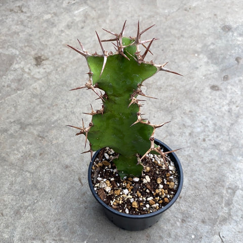 Euphorbia grandicornis Hybrid 