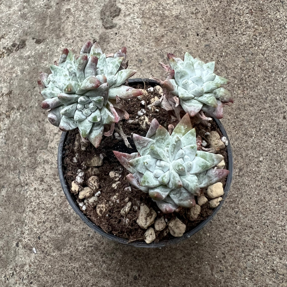 Dudleya 'White Gnome' – Serres Lavoie