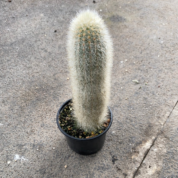 Thrixanthocereus Senilis &ndash; Cactus A 4 Teste In Vaso 3.5''