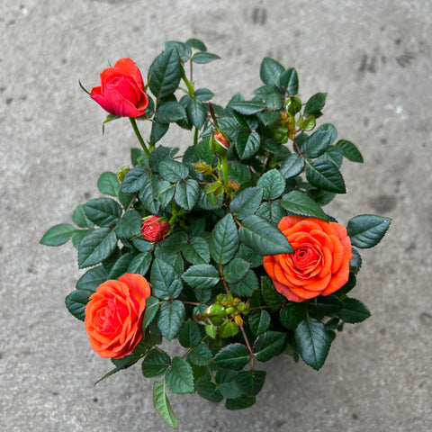 Rosa 'Orange miniature rose'