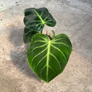 Open image in slideshow, Philodendron luxurians

