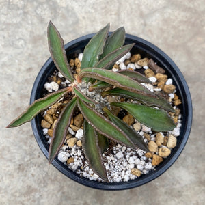 Ouvrir l&#39;image dans le diaporama, Euphorbia cylindrifolia
