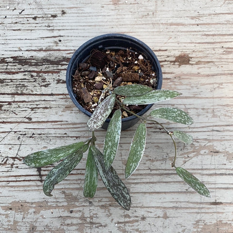 Hoya sigillatis