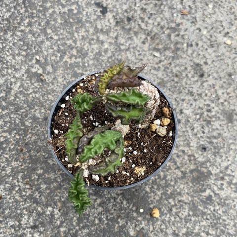 Euphorbia Decaryi 2.5 Inches