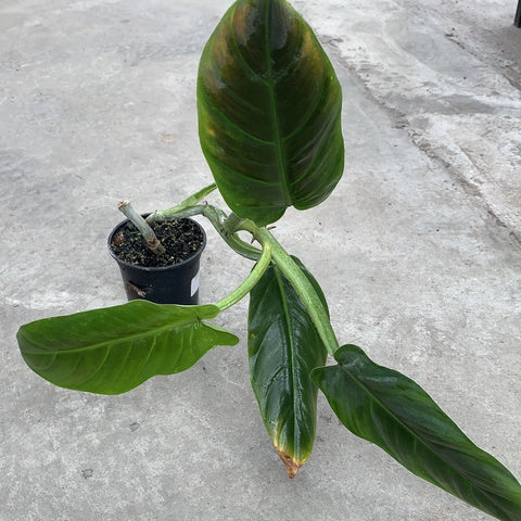philodendron cruentum subhastatum Philodendron cruentum – Serres Lavoie