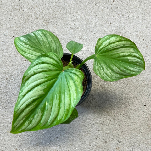 Philodendron mamei 'Silver Cloud'