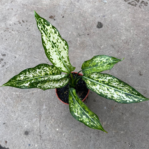 aglaonema osaka care Aglaonema 'Osaka' | Tropical
