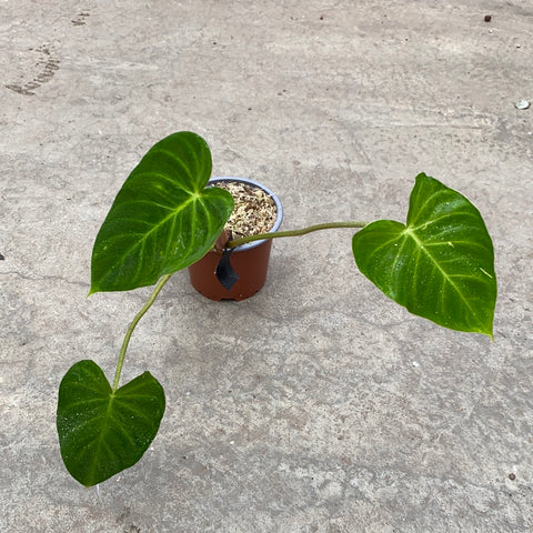 Philodendron verrucosum Green
