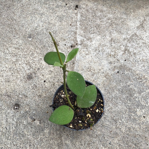 Hoya nummularioides