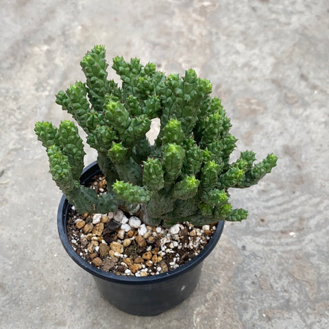 Euphorbia enopla f. coral 