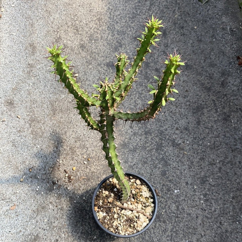 Euphorbia Grandidens