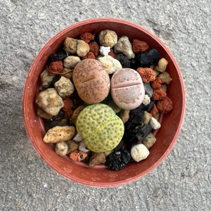 Open image in slideshow, Mixed Lithops
