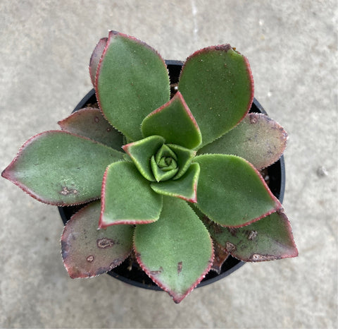 kiwi verde succulent Aeonium haworthii cv. Kiwi Green | Succulents