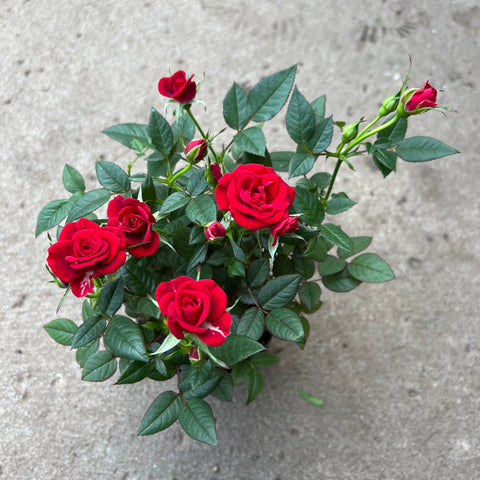Rosa 'Rosier miniature Rouge'