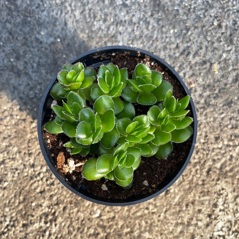 crassula david succulent Crassula 'David' – Serres Lavoie