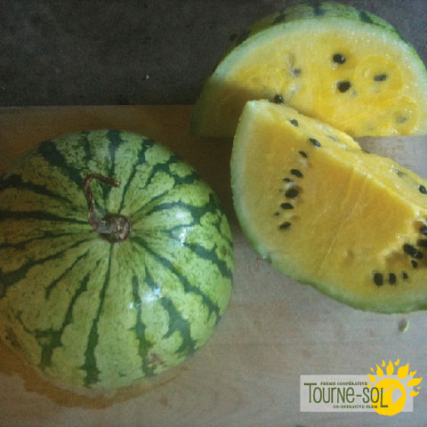 Semences de Melon d'Eau Early Moonbeam *Biologique*