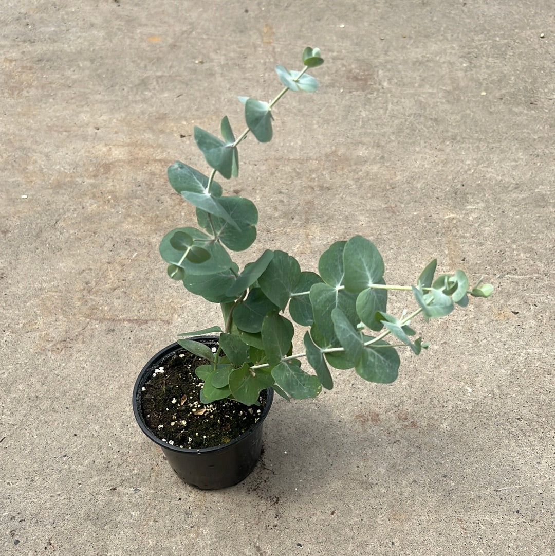 Eucalyptus pulverulenta 'Baby blue'