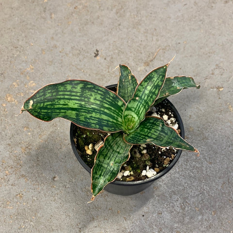 sansevieria cleopatra care Sansevieria kirkii cv. Cleopatra – Serres Lavoie