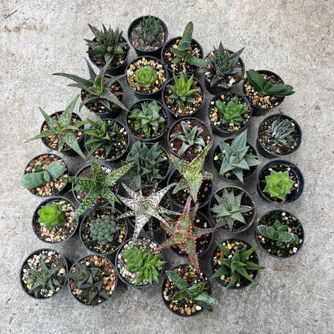 Lot of 6 assorted Haworthias, Gasterias and Aloes