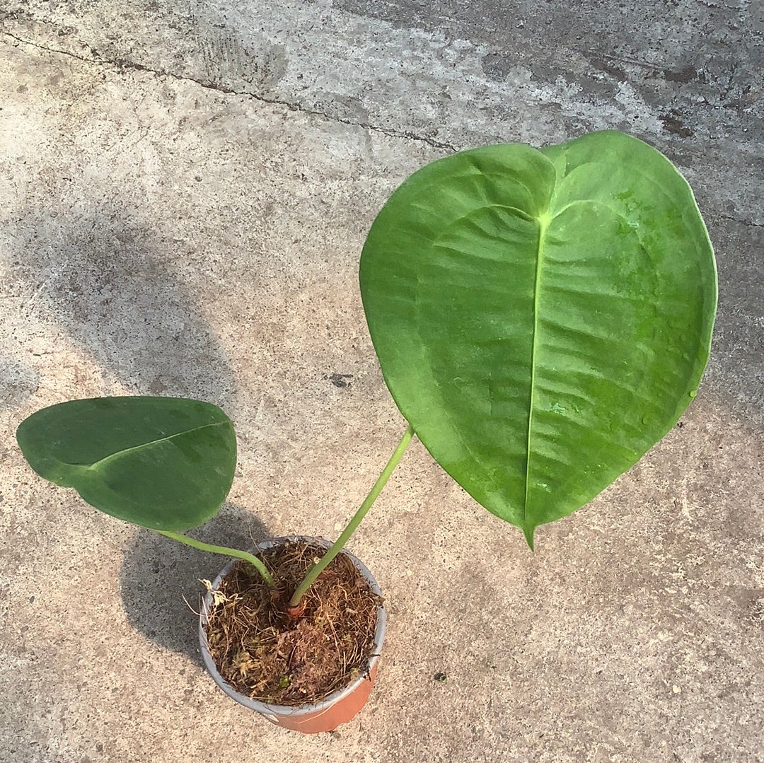 anthurium round leaf Anthurium peltigerum 'Round' | Tropical