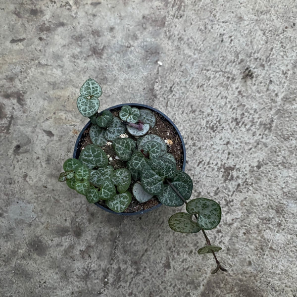 Ceropegia woodii