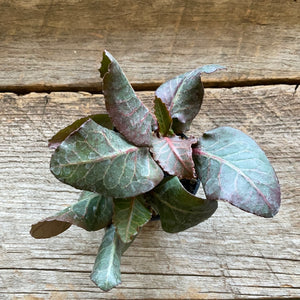 Euphorbia francoisii hybride