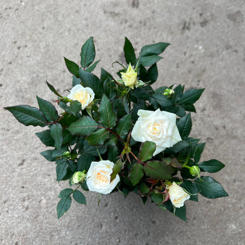 Rosa 'Rosier miniature Blanc crème'