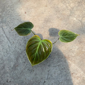 Philodendron ‘El choco red’