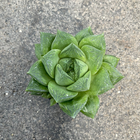 Haworthia cymbiformis Var. Ramosa