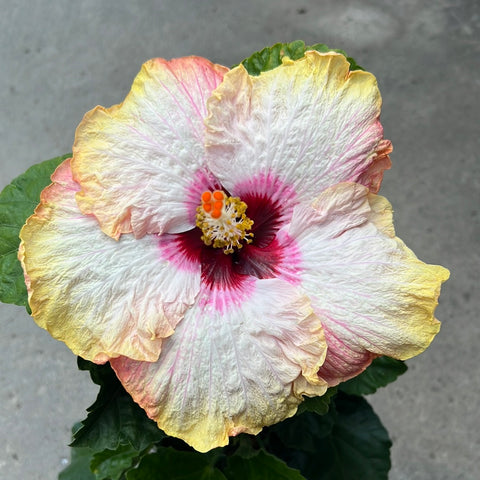 Cajun Hibiscus rosa-sinensis 'Stolen Kiss' 