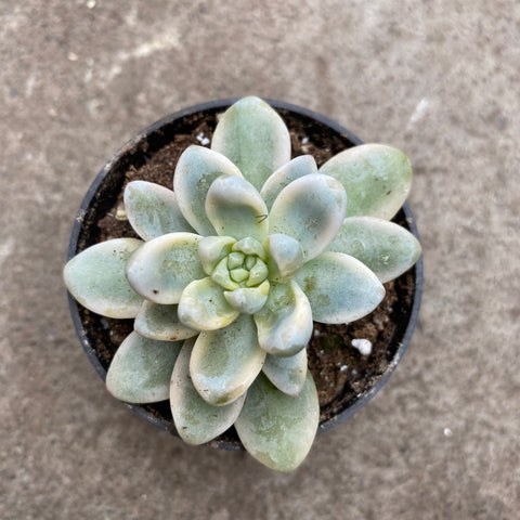 aurora blue succulent Sedum clavatum "Aurora Blue" variegata – Serres Lavoie