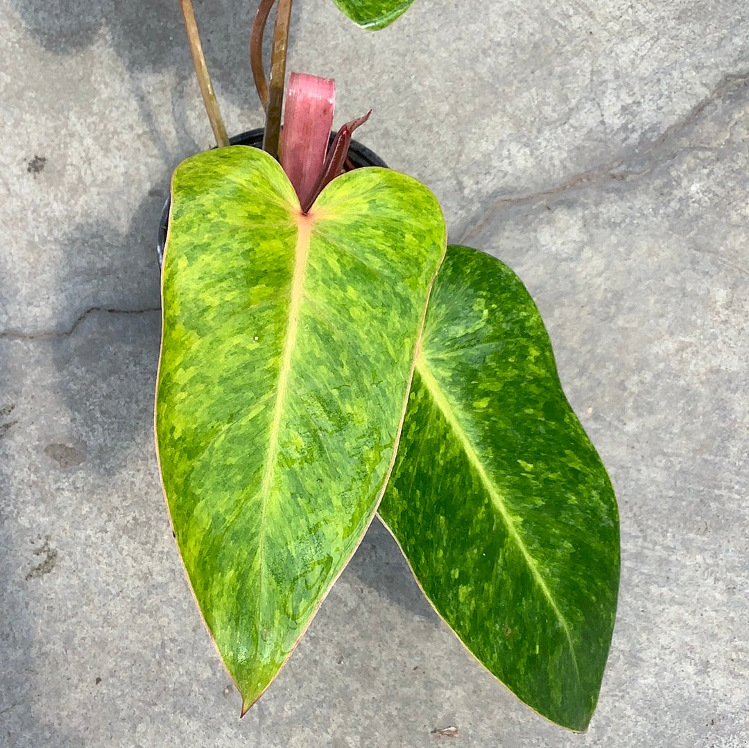 Philodendron 'Painted lady'