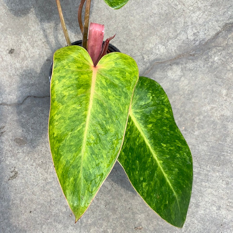 Philodendron 'Painted lady'