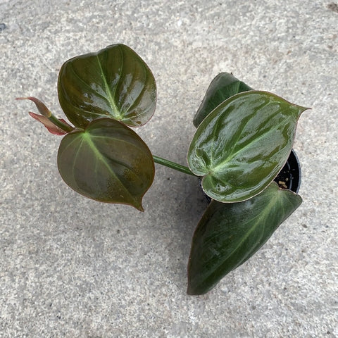Philodendron Hederaceum Micans Tropicales