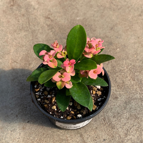 Euphorbia milii 'Mini Rhea'