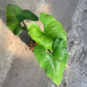 Open image in slideshow, Philodendron plowmanii
