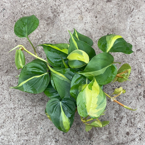 Philodendron hederaceum 'Brasil'