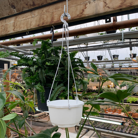White or Brown plastic hanging basket 4.5 inches