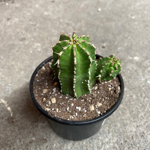 Euphorbia frankii