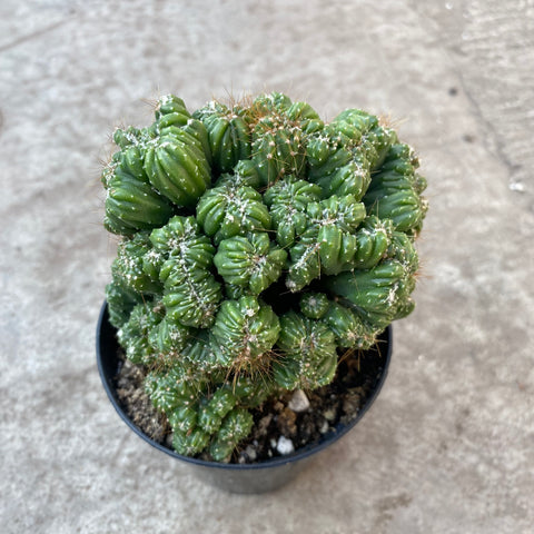 Monstrous (Cactus)
