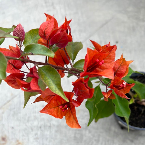 Bougainvillea 'Flame red